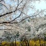경마공원 벚꽃 과천 경마공원 가족나들이로 좋은곳~
