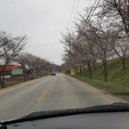 웅포벚꽃축제 웅포벚꽃터널축제, 웅포여행 가즈아~