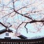 2019 동학사 벚꽃 축제