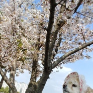 [호두라온네] 운정호수공원에서 댕댕이와 즐거운 꽃놀이 봄내음 만끽하며 산책해요