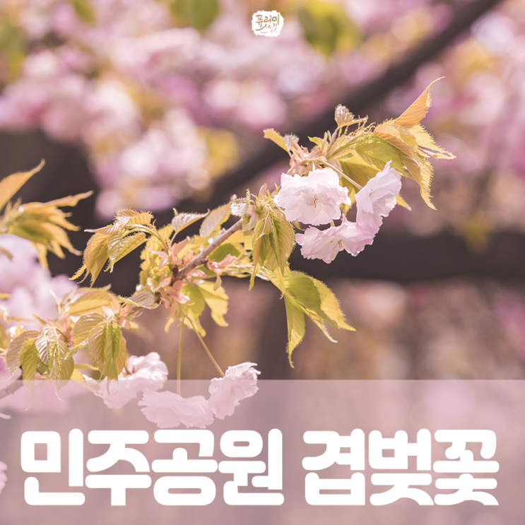 부산 민주공원 겹벚꽃 실시간 개화 상황 ♪ 주차와 포토존은 어디