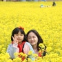 부산 봄나들이 낙동강 유채꽃 축제