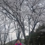 인천대공원 벚꽃놀이