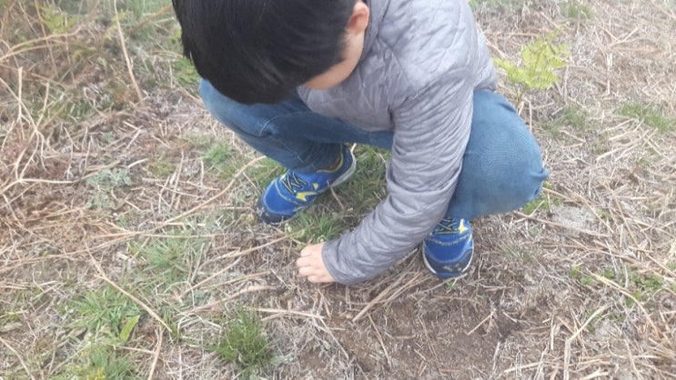 고사리 소풍 - 고사리 손으로 고사리를 꺽다 : 네이버 블로그