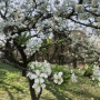 지난 주말 안산 화랑유원지 벚꽃구경