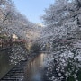 도쿄 나가메구로 벚꽃