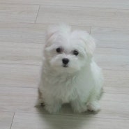 "샤이니폴 " 강아지 원목애견식기 구매!