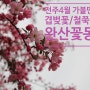 전주여행 4월 가볼만한곳 완산공원꽃동산 겹벚꽃 철쭉 개화상태 (4.16)