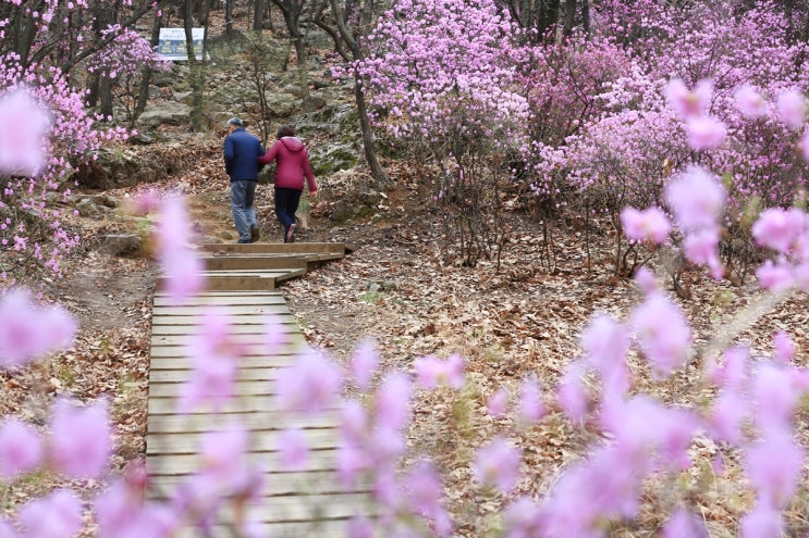 [시흥시]봄나들이 명소 옥구공원 진달래숲