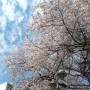 봄꽃들 존재~~ 벚꽃들의 화려한 향연 그 잔치에 너무나 힐링받다 ^^ 초록미소