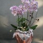 보자기와 노리개로 정성껏 포장한 예단난, 핑크 호접란 - 연희동꽃집