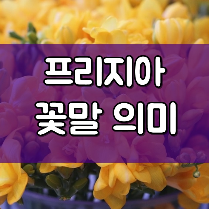 노란 프리지아 꽃말 프리지어 담긴의미는? : 네이버 블로그