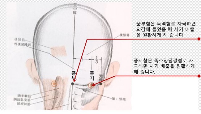 두통,뇌혈액순환,감기,중풍예방에 좋은 풍부혈,풍지혈 펌프 : 네이버 블로그