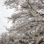 [파주 벚꽃명소] 한적하고 아름다운 벚꽃명소_오산리 기도원