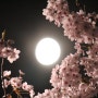 활짝 핀 벚꽃에서 달이 쉬고있어요