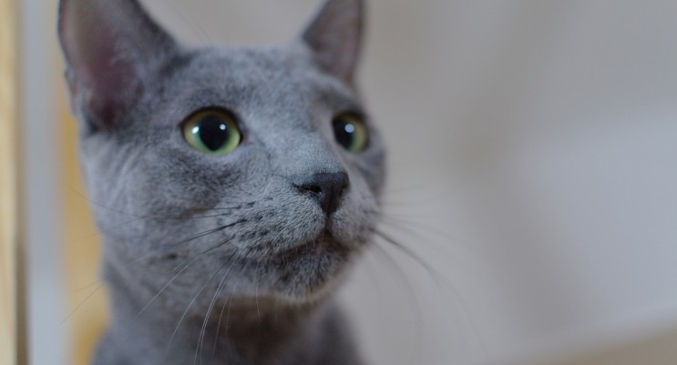 러시안블루 수명 털빠짐 단모종의 귀족 고양이 : 네이버 블로그
