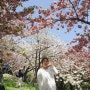 부산 겹벚꽃, 민주공원 4월 20일 자 만개에요! ♥