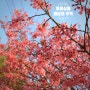 [순성-구절산-황토낚시터] 진분홍 벚꽃길