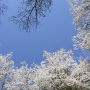 [남이섬 여행] 새하얀 벚꽃잎에 푸른 하늘_지금은 벚꽃축제중