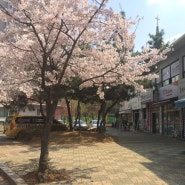 [부평삼산동 아동미술학원] 색 솜 벚꽃나무