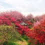 전주 봄 가볼만한곳 그리고 완주 여행