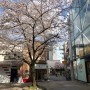 교토에 가니 봄이 있었다. 텐동마키노/카페모모하루/니시키시장/호르몬치바