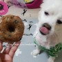 춤추는 도기넛 :: 강아지 자연식 :: 반려견 영양 자연식 - 화식 추천