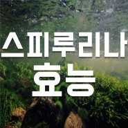 스피루리나 효능 (feat. 슈퍼푸드 / 단백질 / 다이어트 / 부작용)