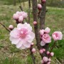 봄꽃 아산 영인산