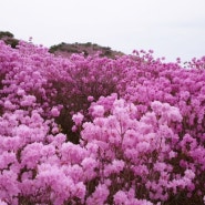 비슬산 참꽃축제 만개참꽃사진 전기차