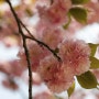 전주 완산공원 꽃동산 풍경 겹벚꽃 봄이 머물러 있는 곳