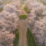 2019년 4월 14일 빛이 좋은 늦은 오후 익산 만경강 천변길의 벚꽃길 드론 촬영