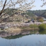 [서산여행]아남 벚꽃길. 봄의 끝자락에~~