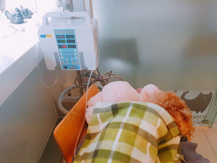 강아지 유선종양 수술 후기 및 비용 : 네이버 블로그