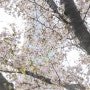 나만 봄. 늦은 석촌호수 벚꽃 구경