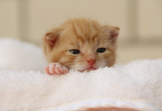 귀여운 고양이 사진 모음! (저작권x, 초스압주의) : 네이버 블로그