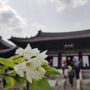 서울시 세계유산 팸투어 -왕의 정원 선정릉•광장시장•왕실 여인을 위한 창경궁