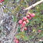 명자나무 라일락 앵두나무 벚꽃 튤립 변화 모습
