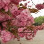 천안가볼만한곳 봄소풍하기 좋은 곳 태조산각원사벚꽃