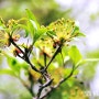 봄의 절정_벚꽃 진 자리에 버찌 열리고 수수꽃다리, 박태기 꽃피우다