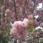 부천 가볼만한 곳 :: 굴포천의 겹벚꽃