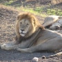 [아프리카여행 46일차]탄자니아 세렝게티 3박4일 투어_셋째날 ①, 아프리카 대평원에서 수 많은 동물을 만나다! (Serengeti National Park)