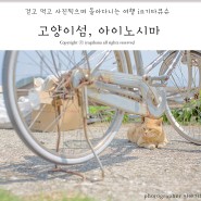 기타큐슈 여행 : 고양이섬, 아이노시마(번외편)