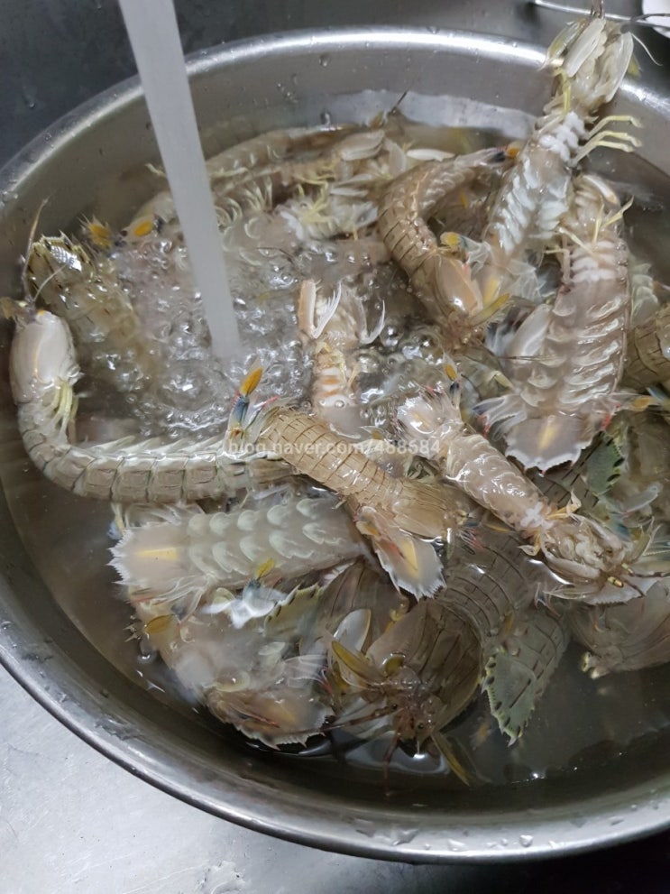 갯가재(쏙)를 아시나요? /갯가재 효능/갯가재 먹는 법/갯가재 까는 법/동영상 첨부[4년 전 오늘] : 네이버 블로그