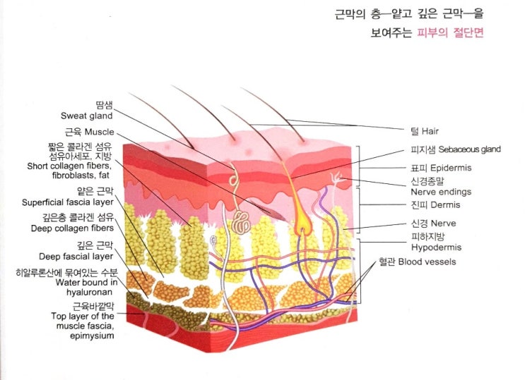 근막과 탄성 [근막 피트니스] : 네이버 블로그