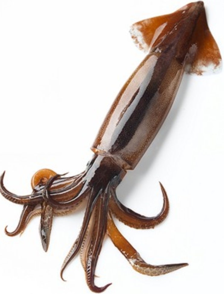 오징어/갑오징어/한치/주꾸미/꼴두기/문어 다리개수 알아볼까요? : 네이버 블로그
