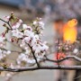 교토 벚꽃 출사 여행 / 기온 거리 산책