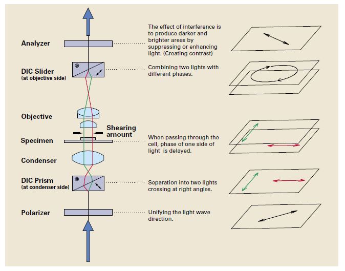 Application of Nomarski DIC microscopy : 네이버 블로그