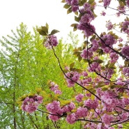 4월의 민주공원 겹벚꽃 즐거웠던 나들이-묵은지 :)