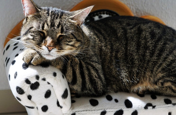 고양이 감기 걸렸을 때 대처 방법(홈케어) : 네이버 블로그